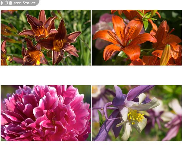 图片介绍当前图片:花朵素材库,主题为花朵图片,可用作花卉图片,花朵