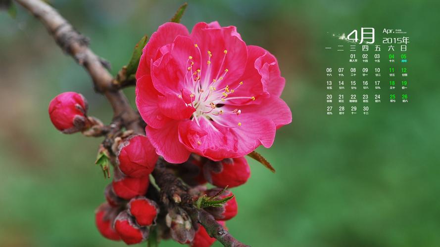 2015年4月日历壁纸春日绽放的好看桃花高清花卉图片下载