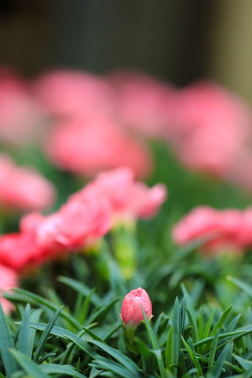 春天春季花朵花卉粉色鲜花赏花季摄影图 摄影素材