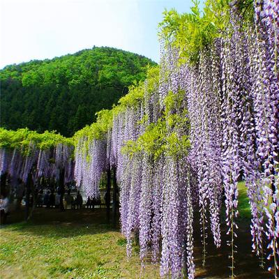 紫藤厂家直销 紫藤生产基地 紫藤园林绿化