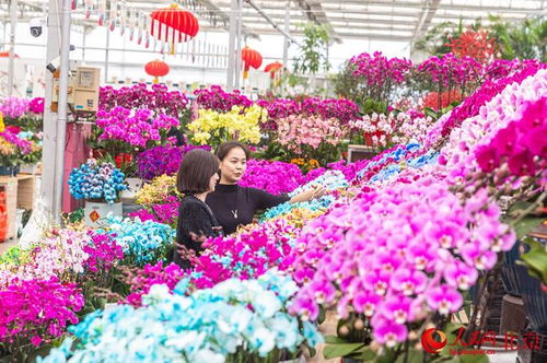 小花朵大产业 为首都花园城市添 花样