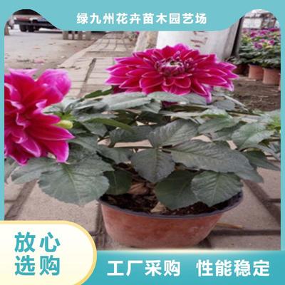 时令草花【五一国庆草花批发】好产品价格低