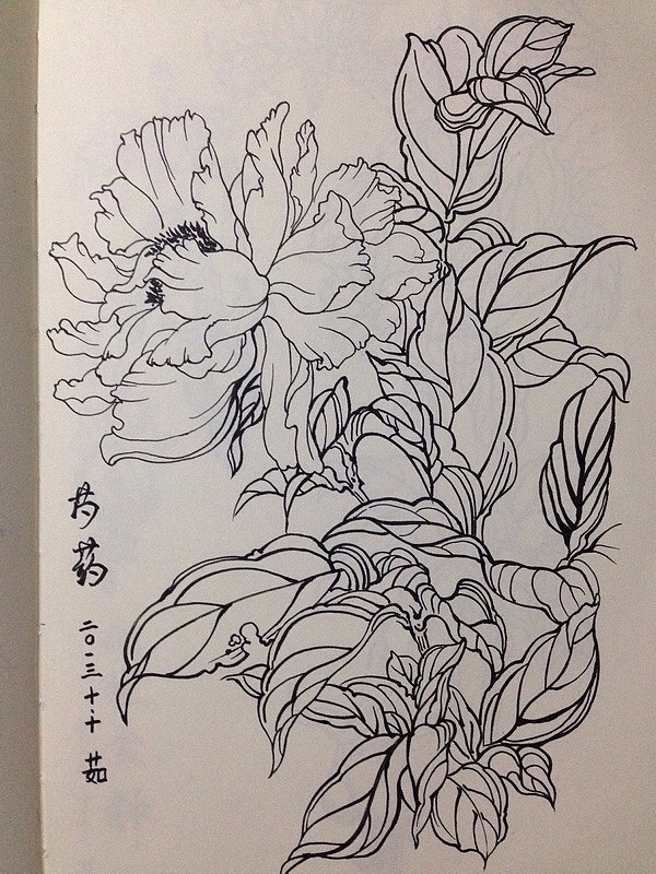 花卉 线稿|插画|涂鸦/潮流|小茹的画画世界 