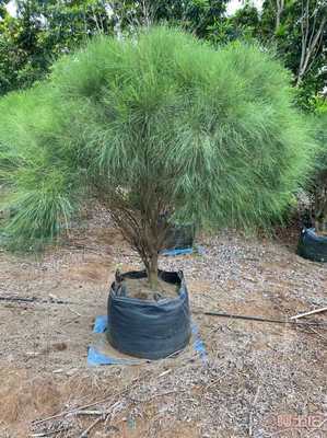 【皓康耐老化高强蓝莓 花卉 果蔬种植袋美植袋植树袋植物种植袋厂家】 - 产品库