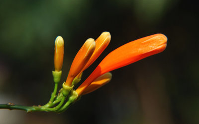 炮仗花植物花卉壁纸高清大图预览1920×1200_植物壁纸下载