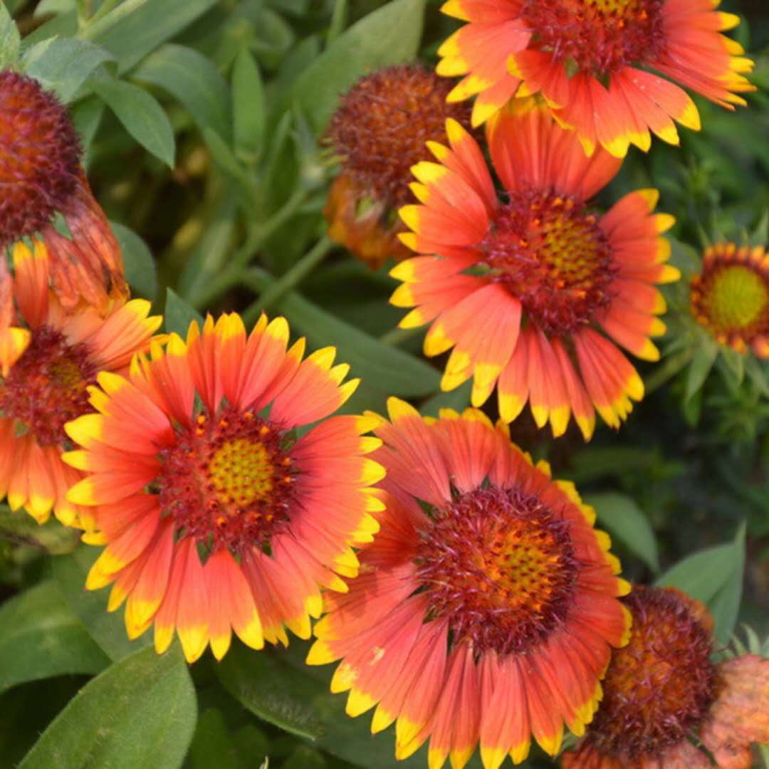 花卉种子 花环菊 三色花环菊 茼蒿菊 草花种子 厂家直销图片_高清图_细节图-酒泉康达农副产品专业合作社