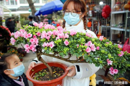 苏州花卉市场年宵花卉十分畅销