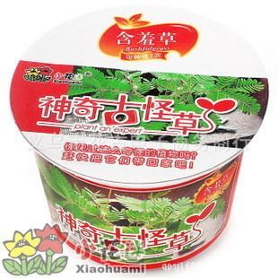 花卉盆栽系列 厂家直销 植物 DIY植物 微型花卉 创意礼品 神奇古怪草 含羞草图片|花卉盆栽系列 厂家直销 植物 DIY植物 微型花卉 创意礼品 神奇古怪草 含羞草产品图片由义乌市尖口电子商务商行公司生产提供-