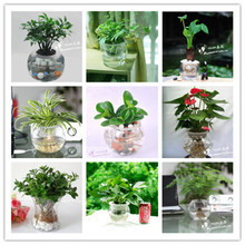 【养鱼植物】最新最全养鱼植物 产品参考信息