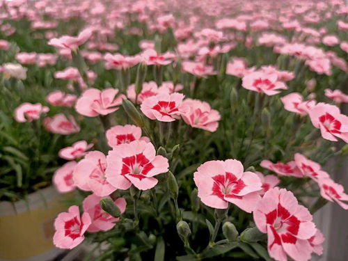 特色高档盆花芬芳 晋宁精品花卉前景佳