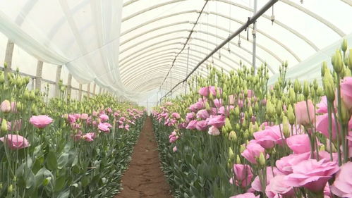 花卉产业为乡村振兴增香添色