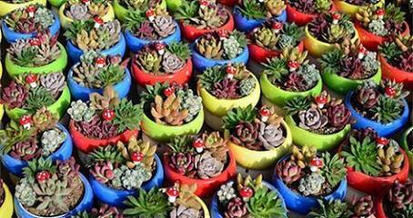 【鞍山花卉_绿馨花卉(图)_花卉盆景】价格,厂家,批发,