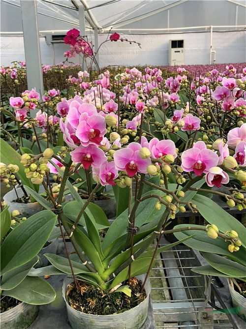 广东多地取消迎春花市 年宵花产品销售遇寒潮