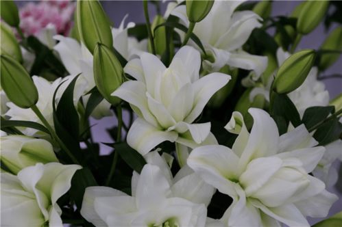 一起盘点北京国际花展上的亮点花卉产品